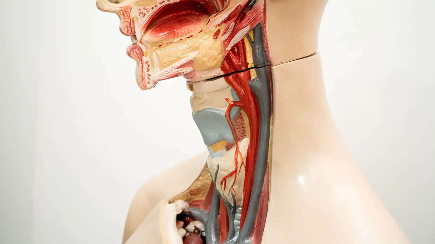 Throat & Voice Disorders